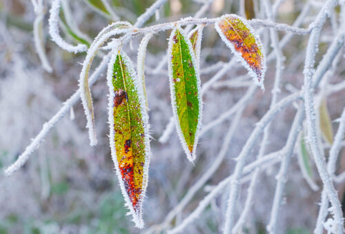 RG Grindrod Colourful hoar DSF0247 copy