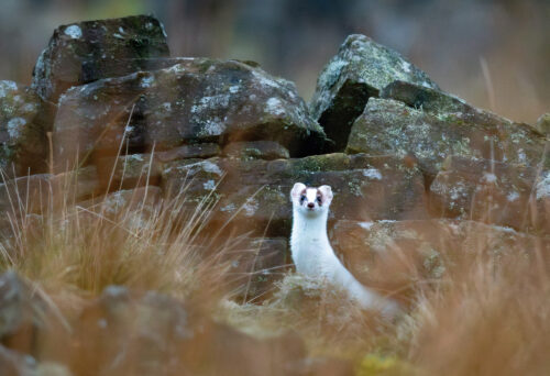 SH DSC2483 Enhanced NR 2 LR s RGB