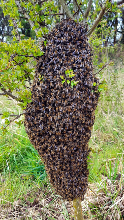 AD Honey Bee Swarm