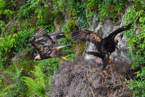 LC golden eagle 6020 L Campbell