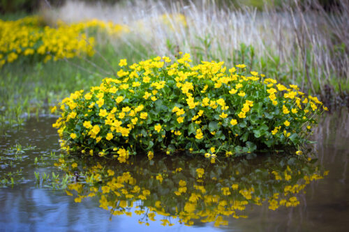 AH 02 Marsh Marigold Caltha palustris Alex Hyde