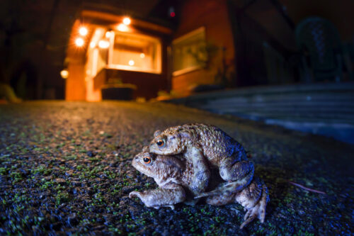 AH 01 Paired Common European Toads Bufo bufo Alex Hyde