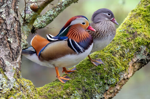 SC Mandarin Duck Couple on Branch RP 010325 1