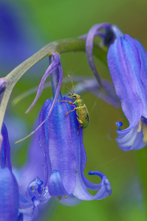 AD Beetle on Bluebell