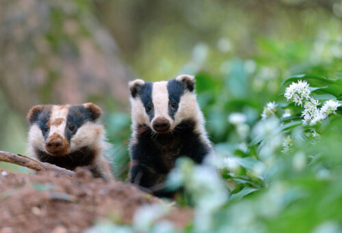 LC badger 107 L Campbell