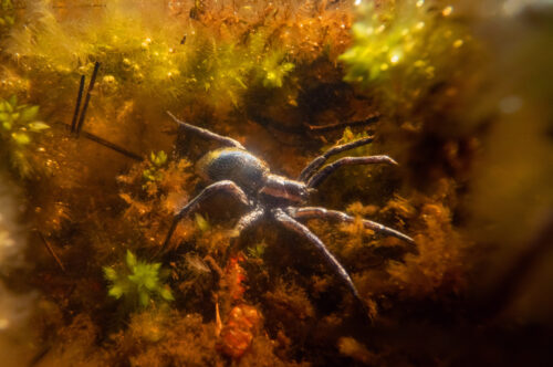 AH Raft Spider Dolomedes fimbriatus Underwater Alex Hyde