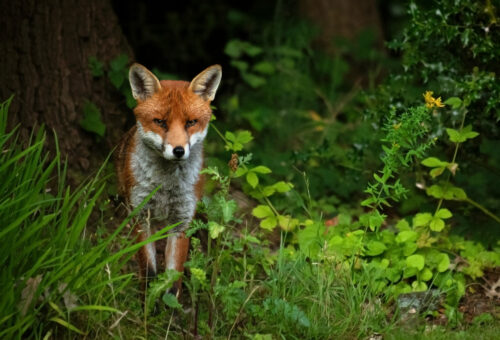 HM ECP 3235 Fox by oak