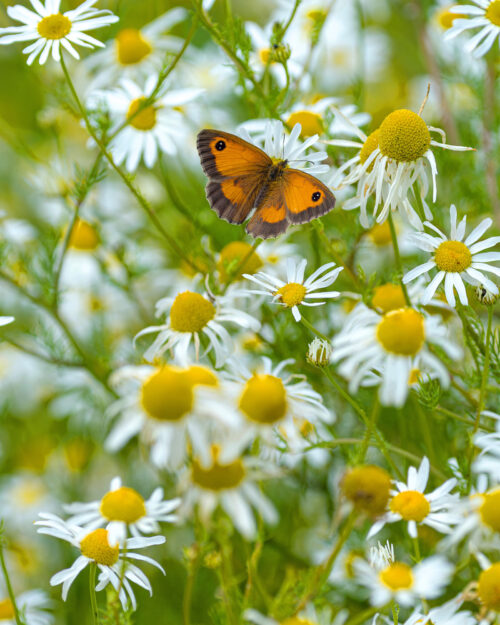 AD Gatekeeper on Scentless Mayweed