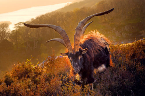 JF FFF0508nc nocrop mr