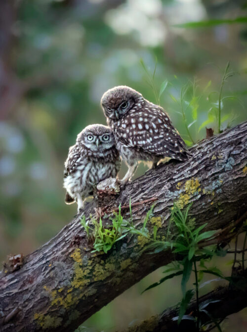 ECP 3210 Little owlets on tree A1