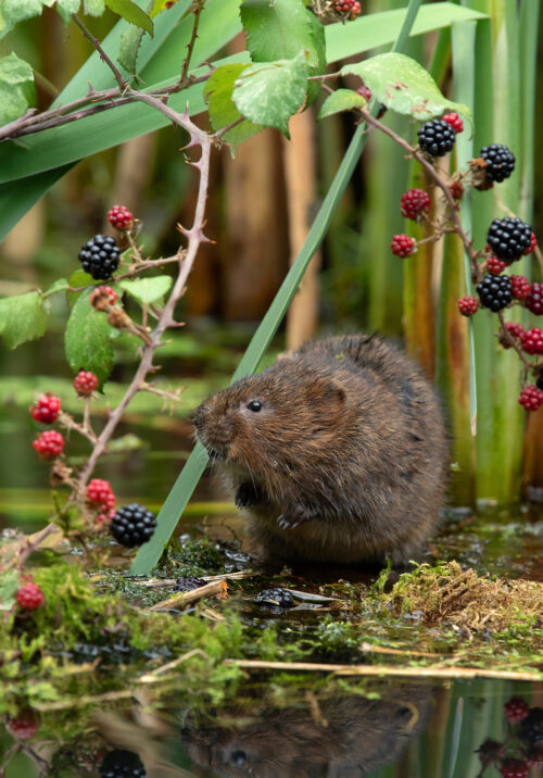 HM ECP 2590 Water vole