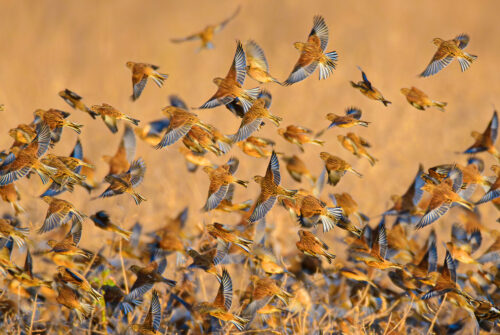 R Mcd linnetstiffjohn1