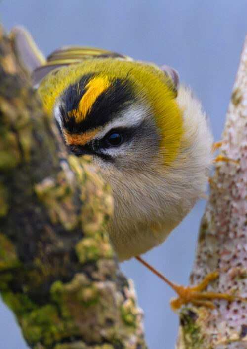 R Mcd firecresttiffjohn1