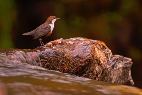 N Mc I Dipper DSC3501