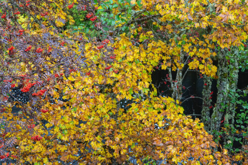 Ros Mc F Glen Affric 3