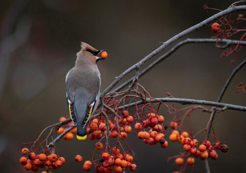 ECP 5877 Bohemian waxwing