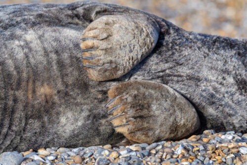 AD Grey Seal