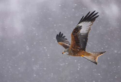 DG Red Kite in the Snow