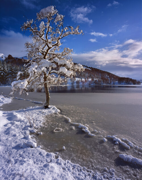 MST Aird Loch Pityoulish wintry tree