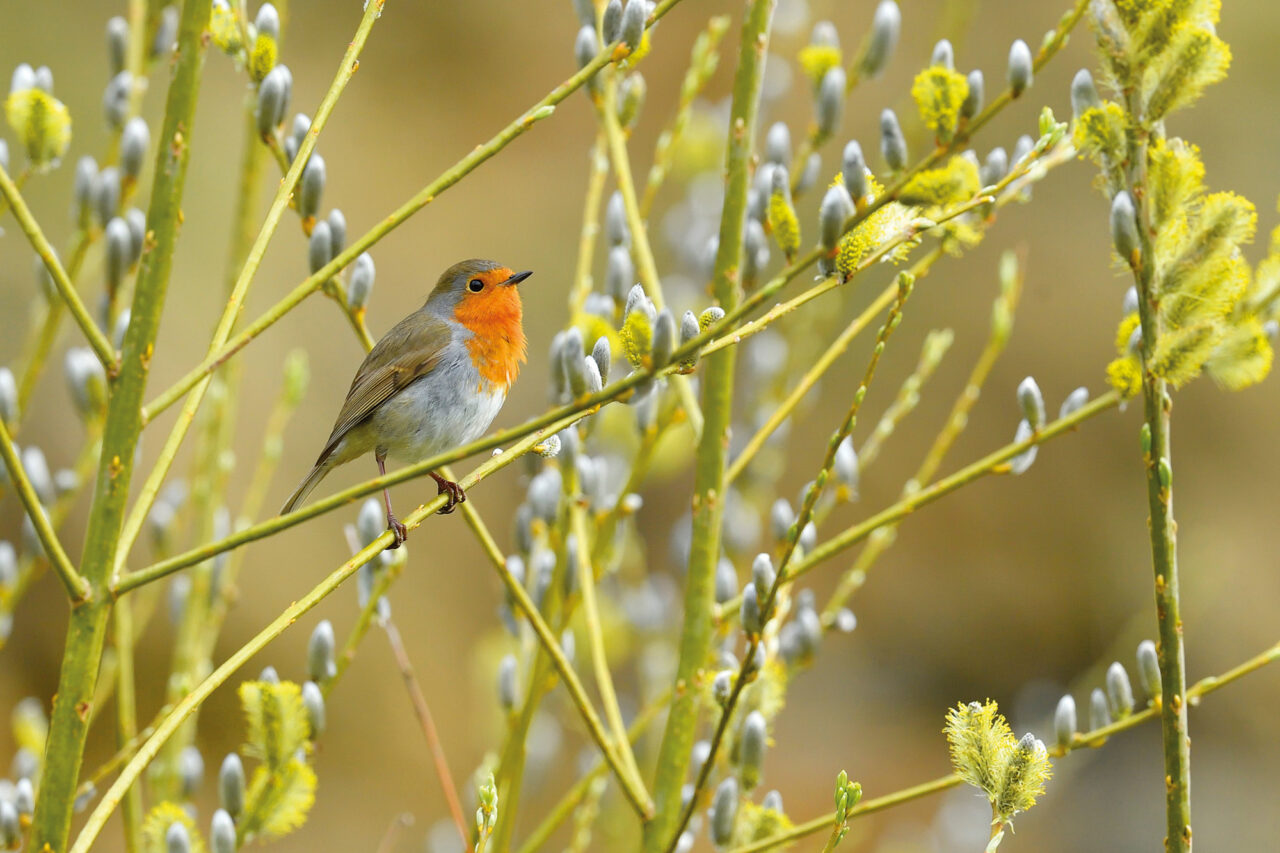 Photograph by Laurie Campbell