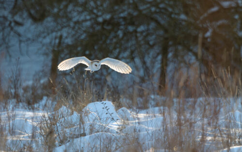 AD Winter Barn Owl