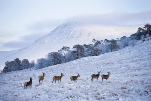 MHA Red Deer Hinds