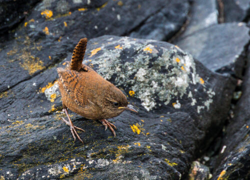 R Mc F Wren Fair Isle