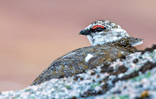 J Mcf Male ptarmigan sheltering behind granite boulder Coire an Lochain Cairngorms