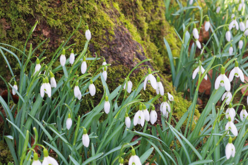 JB snowdrops