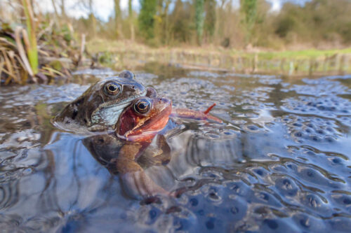 AH Amplectant pair of Common Frogs Rana temporaria Winster Peak District Alex Hyde