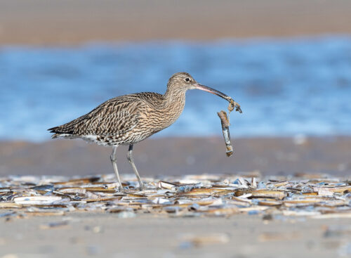 AD Curlew feeding on stranded Razor Clams 2