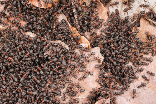 AH Northern Hairy Wood Ants Formica lugubris basking Padley Gorge Alex Hyde
