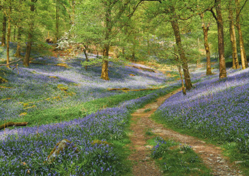 J Laz lakesbluebells MG 3236