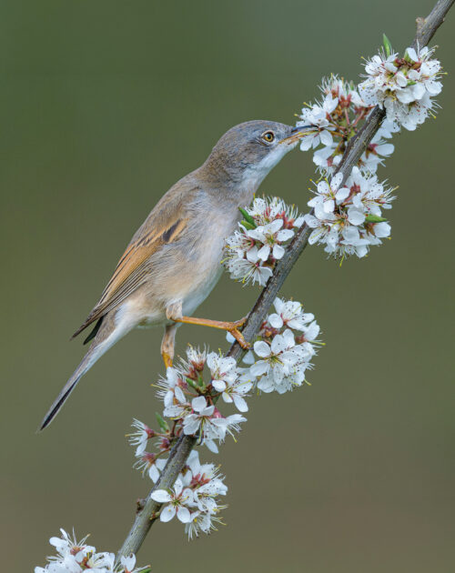 AD Whitethroat Nectaring on Blackthorn GE