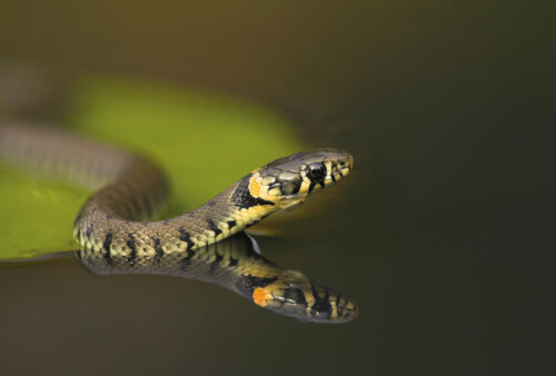 Grass Snake 3