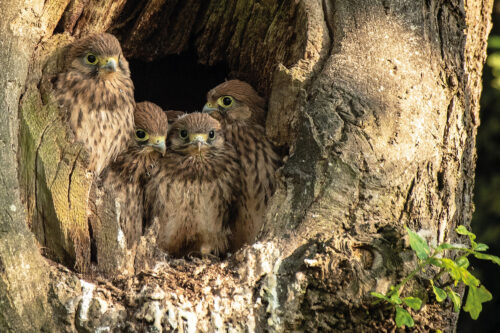 ECP 2154 Young kestrels x 5 in nest hole Full A1