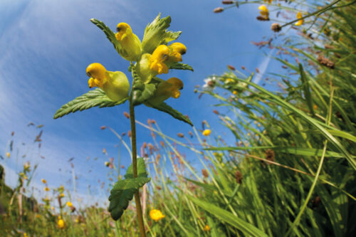 AH Yellow Rattle Rhinanthus minor Peak District Derbyshire Near Monyash Alex Hyde