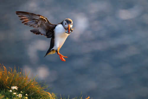 Holly Paget Brown Puffin at Sumburgh Head
