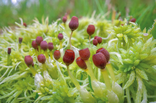 AH Sphagnum Moss fruiting bodies capsules Alex Hyde