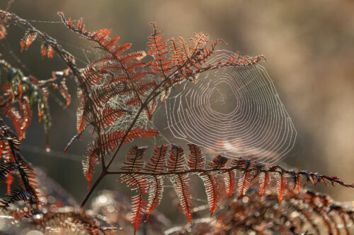 SC Sunrise Cobwebs RP 081022 2
