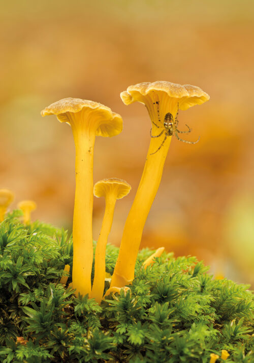 AD Trumpet Chanterelle
