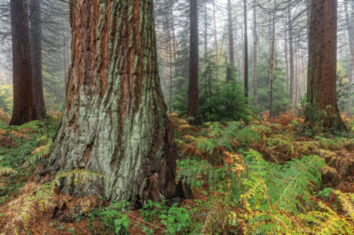 SC Redwoods Hockeridge 151125 2