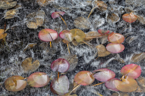 SC Frozen Lily Pad Pond Coulin D8